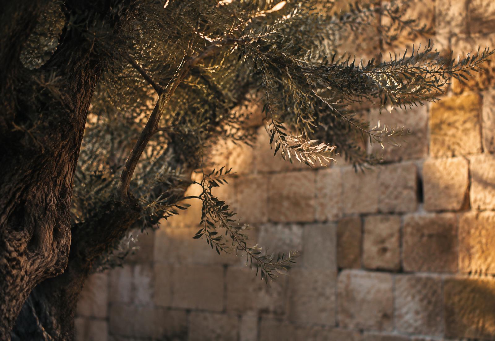 Olive Wall, Painting